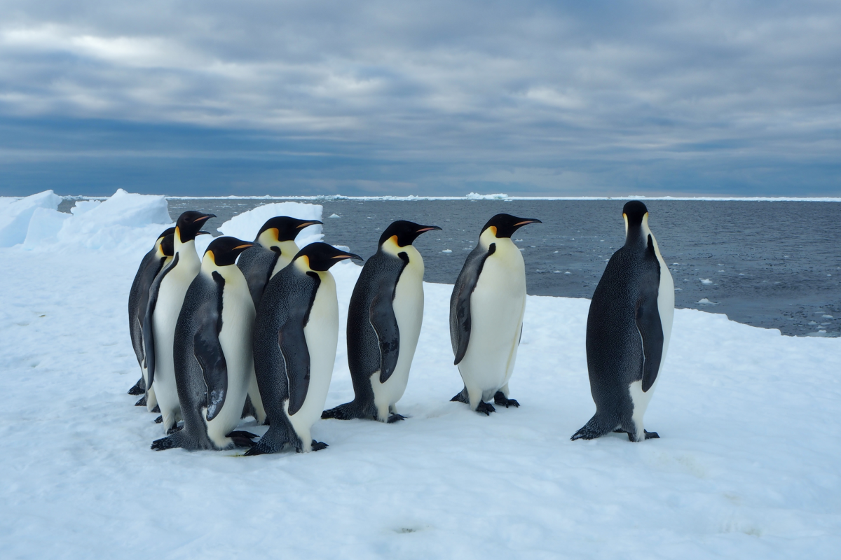 Pingviner, Antarktis.jpg
